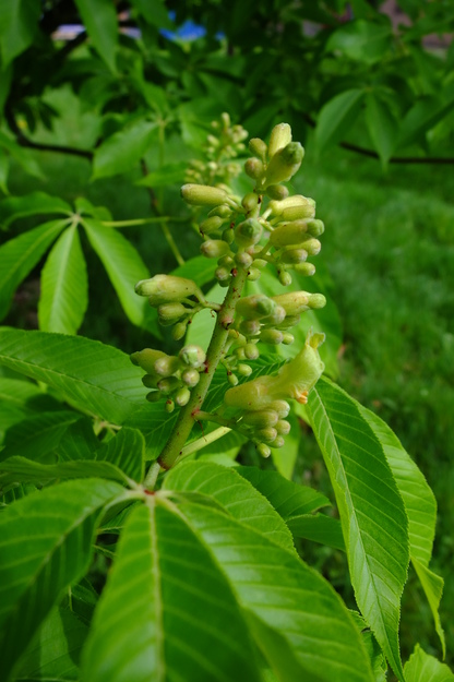 May close-up photo