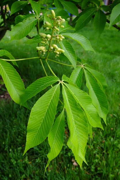May close-up photo