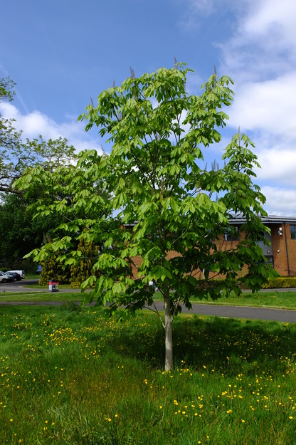 May tree photo