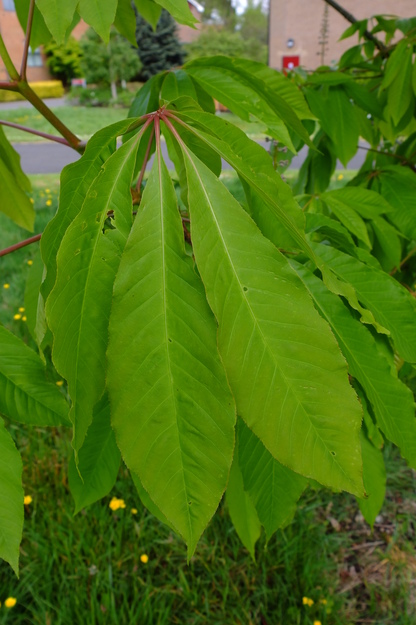 May close-up photo