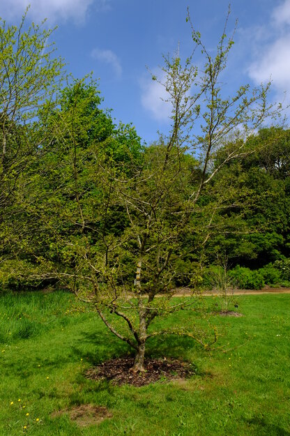 May tree photo