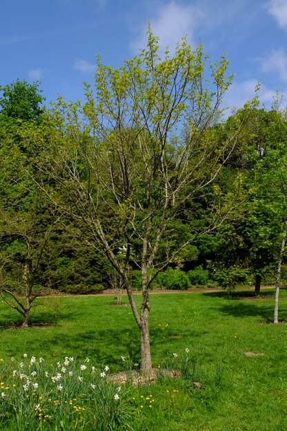 May tree photo