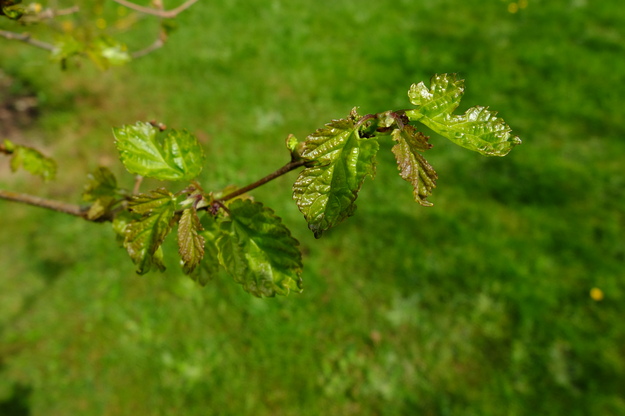 May close-up photo