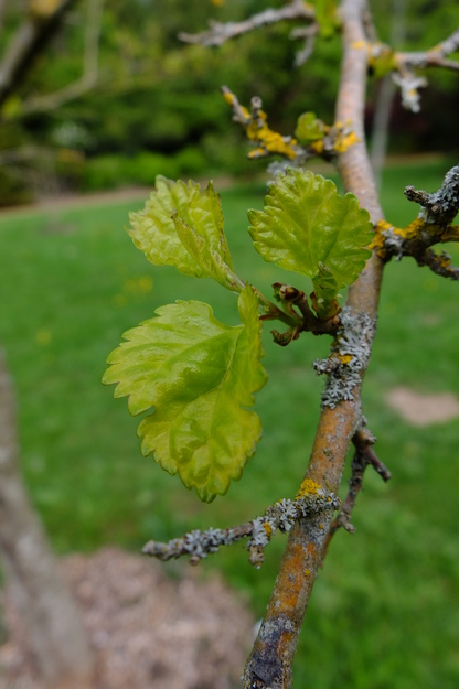 May close-up photo