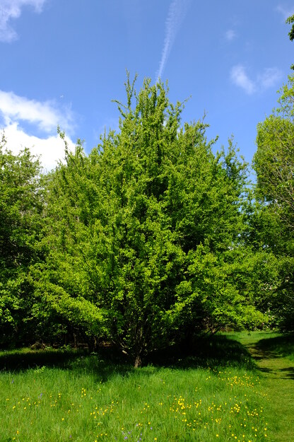 May tree photo