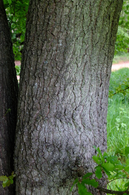 May close-up photo