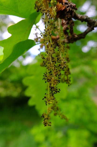 May close-up photo