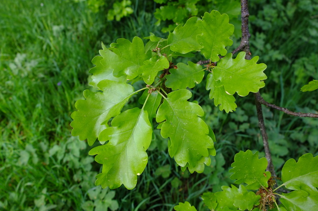 May close-up photo