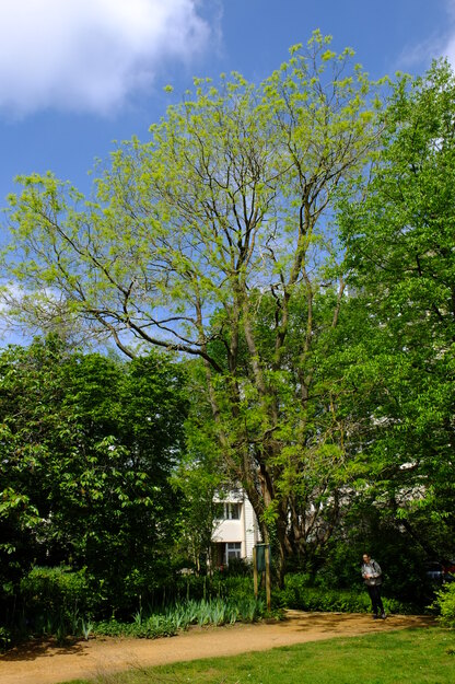 May tree photo