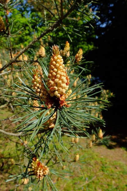 May close-up photo