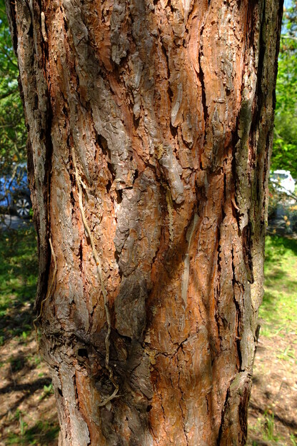 May close-up photo