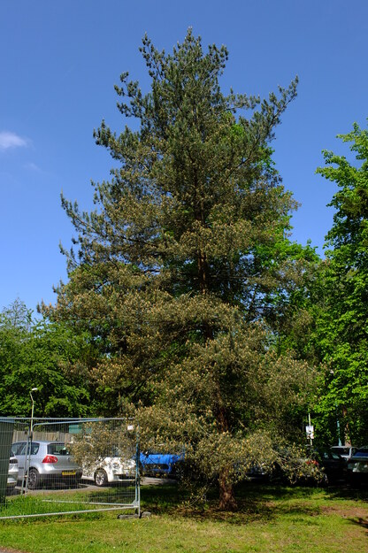 Redrow Drive tree photo