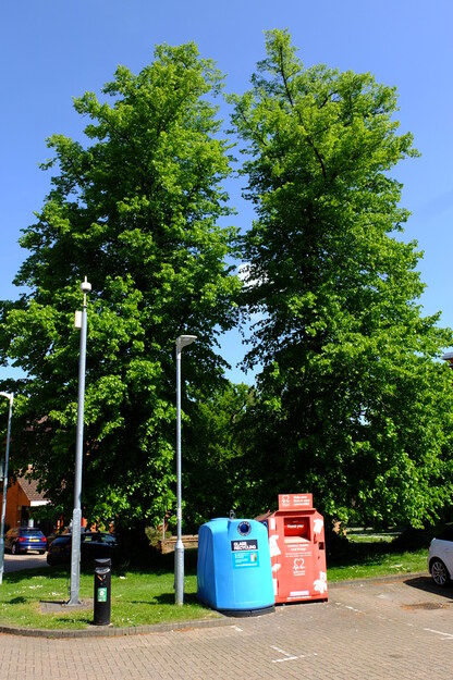 May tree photo