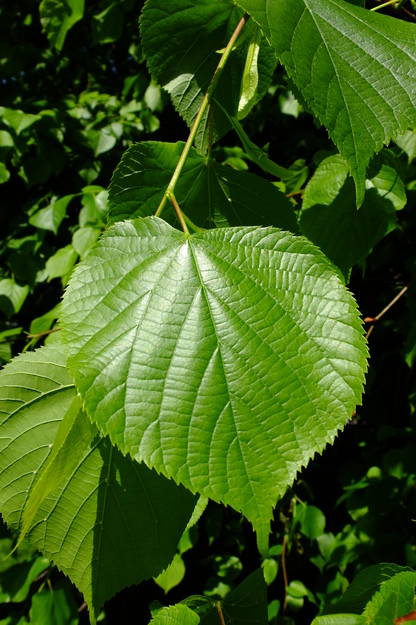 May close-up photo