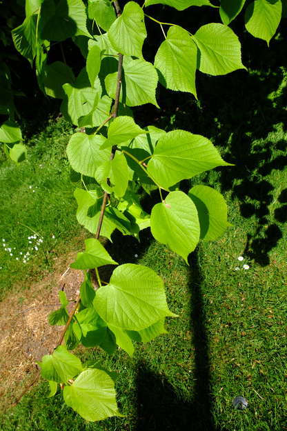 May close-up photo
