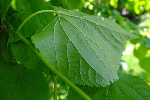 May close-up photo