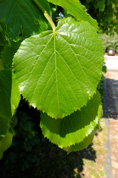 May close-up photo
