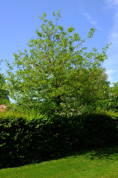 May tree photo