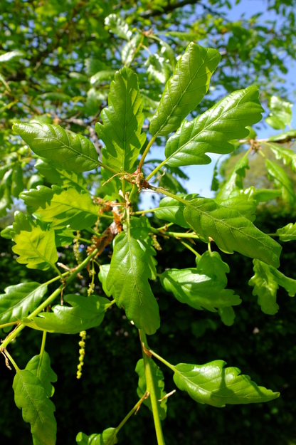 May close-up photo