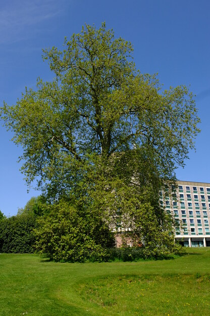 May tree photo