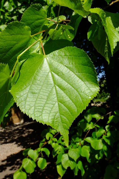 May close-up photo