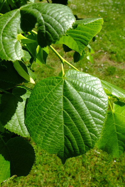 May close-up photo