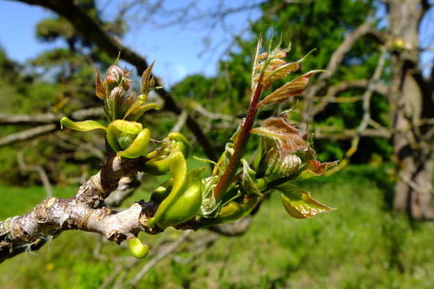 May close-up photo