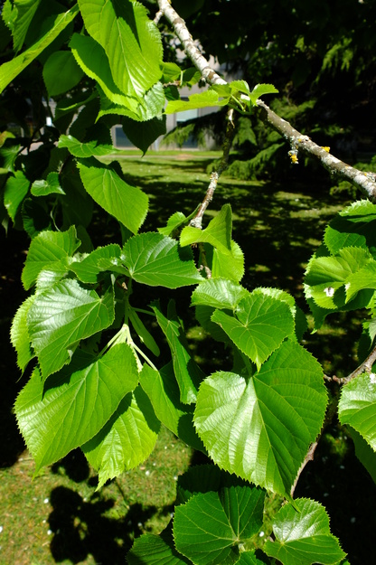 May close-up photo