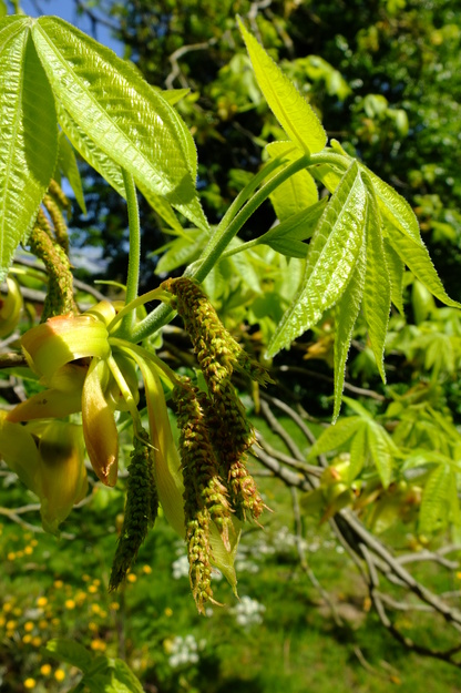May close-up photo