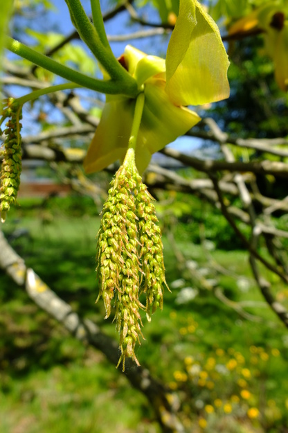 May close-up photo
