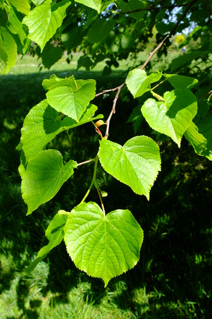 May close-up photo