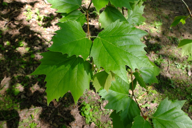 May close-up photo
