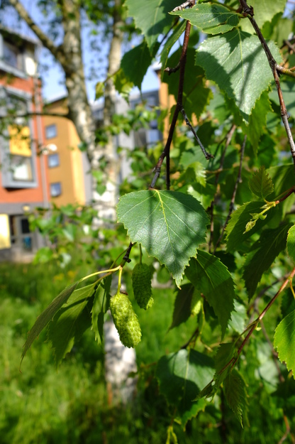 May close-up photo