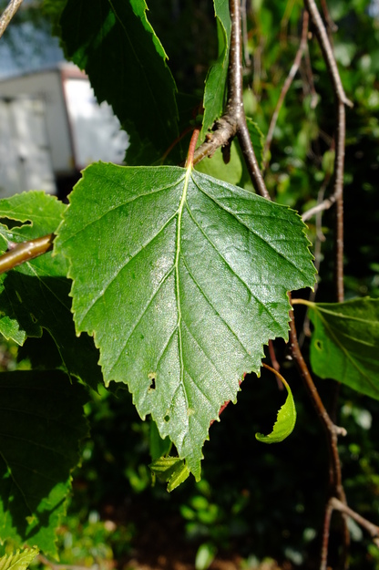 May close-up photo