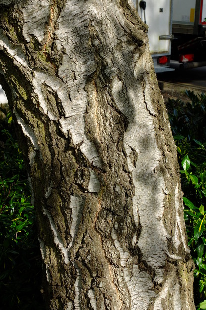May close-up photo