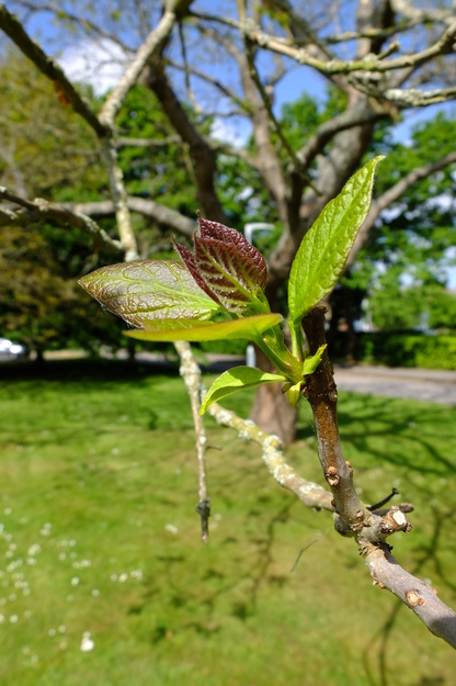 May close-up photo