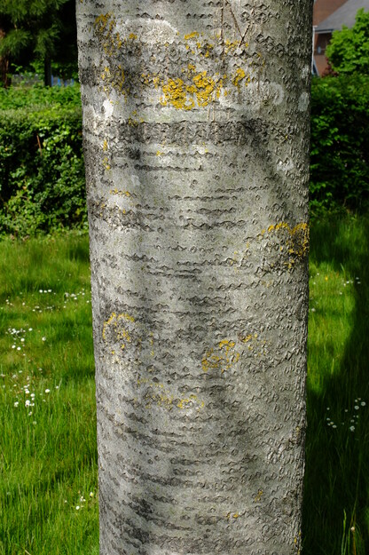 May close-up photo