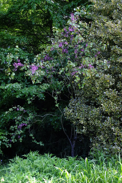 May tree photo