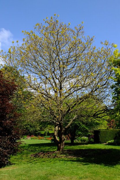 May tree photo