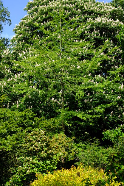May tree photo