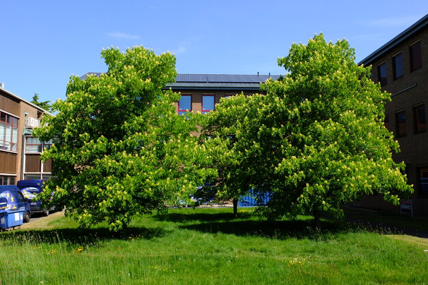 May tree photo