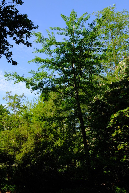May tree photo
