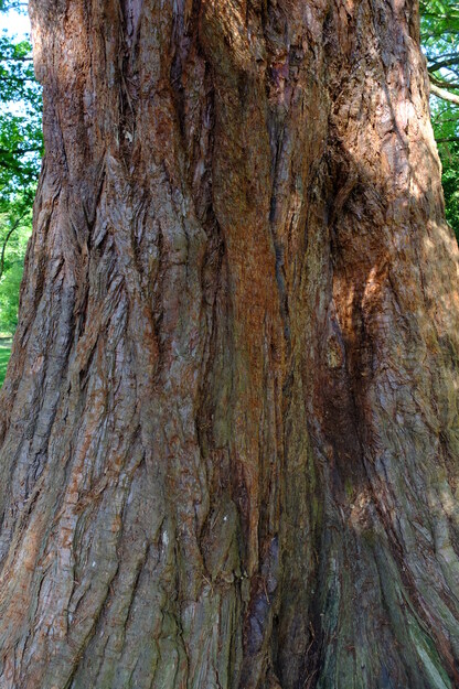 May close-up photo