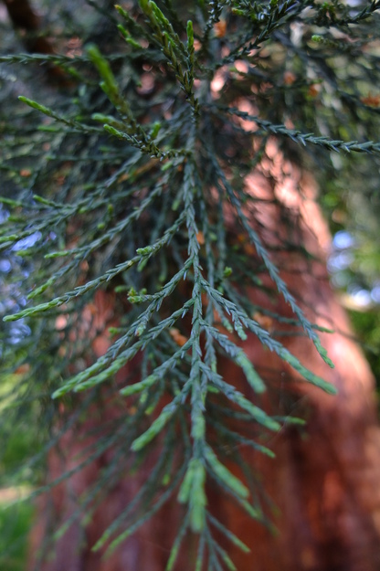 May close-up photo