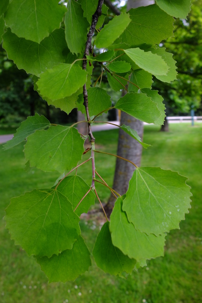 May close-up photo