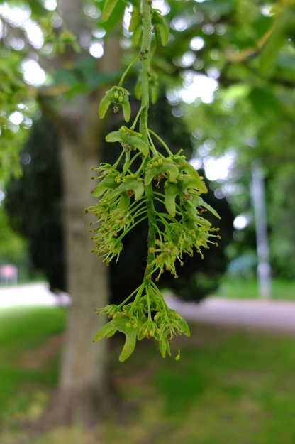 May close-up photo