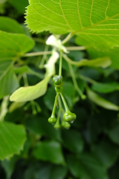 May close-up photo