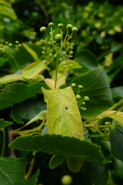 May close-up photo