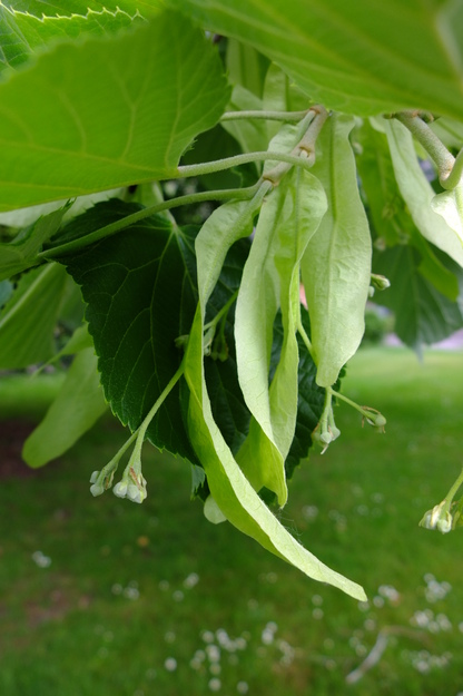 May close-up photo