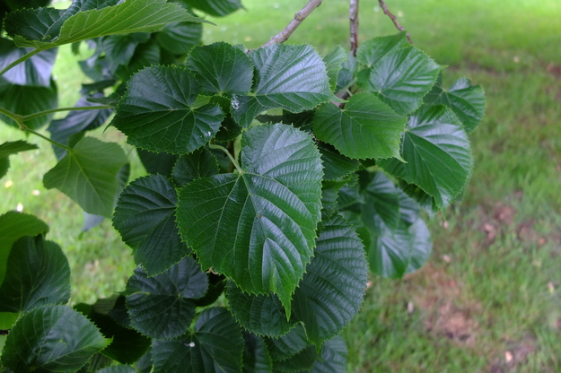 May close-up photo